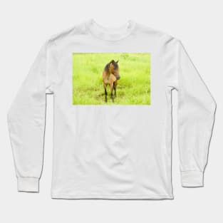 hli bay horse Long Sleeve T-Shirt